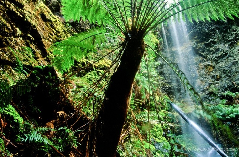 Nestled at the top of a small cliff-lined stream bed is the beautiful Lover's Falls cascading among the tall tree ferns (Dicksonia antarctica).
