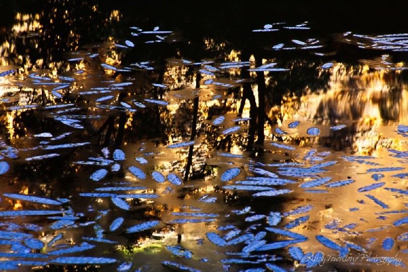 Orange light from steep gorge walls reflects into this billabong between leaves lying on the surface. In the searing midday heat (in fact anytime after 9am) these billabongs provide welcome relief along the Piccinini gorge walk in Purnululu National Park.