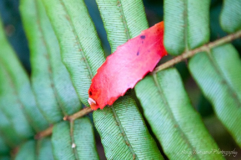 A leaf from the forest canopy rests on a hard water fern.