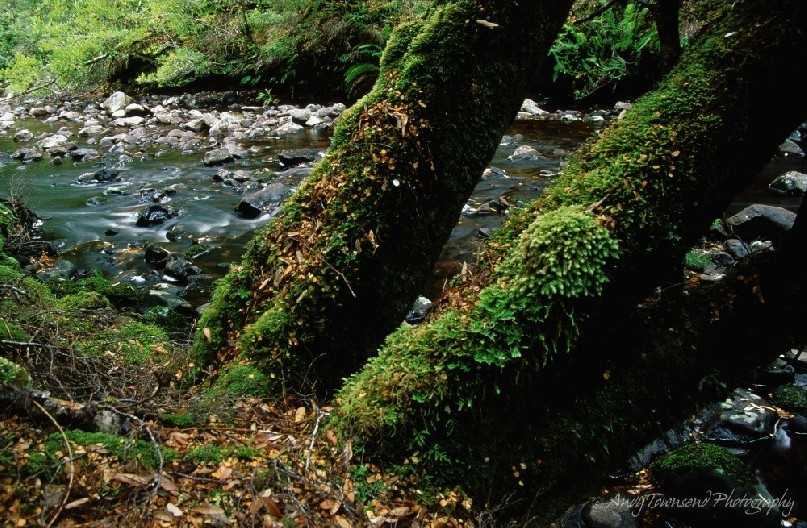 The mossy trunks of three small myrtle beech trees on the edge of a small stream.