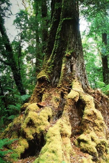 A mossy buttress of a Myrtle treeshowing different hues of green surrounded by rainforest.