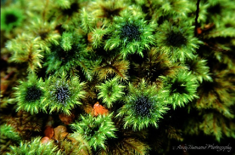 A detailed closeup of moss on a log showing different hues of green.