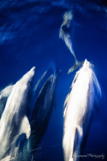 Dolphins play in the bow wave off Southwest cape.