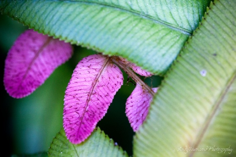 A close up of soft water fern (Blechnum minus) leaves overlapping. New growth leaves are pink.