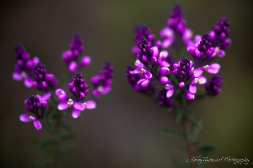 A closeup of Pink Matchheads (Comesperma ericinum).