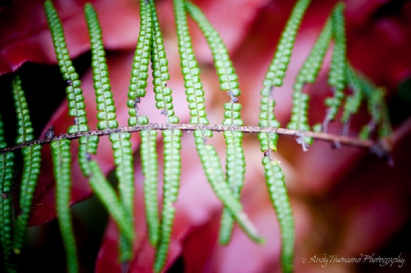 A closeup of small green fern leaves with the red leaves of the hard water fern (Blechnum wattsii) in the background.