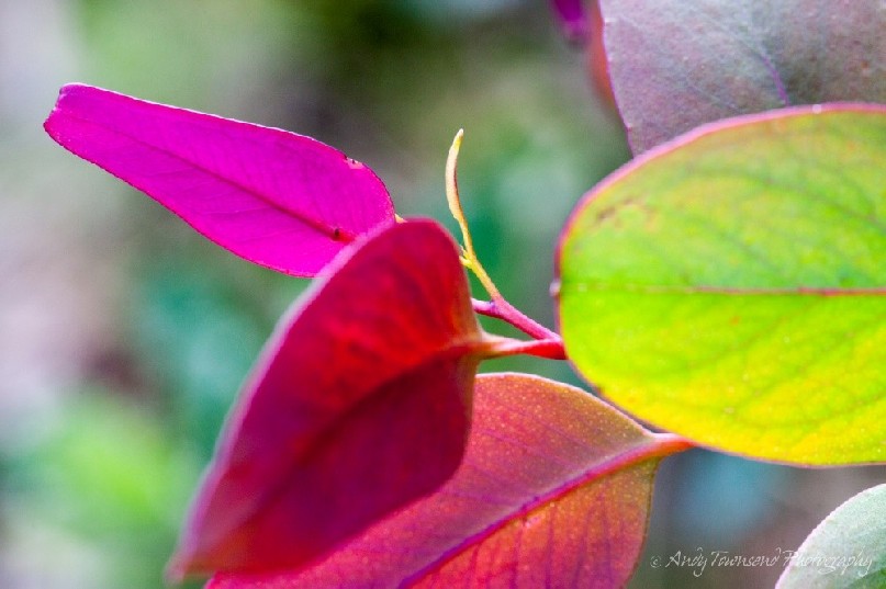 New gum/eucalyptus leaves in various stages of growth and colour.
