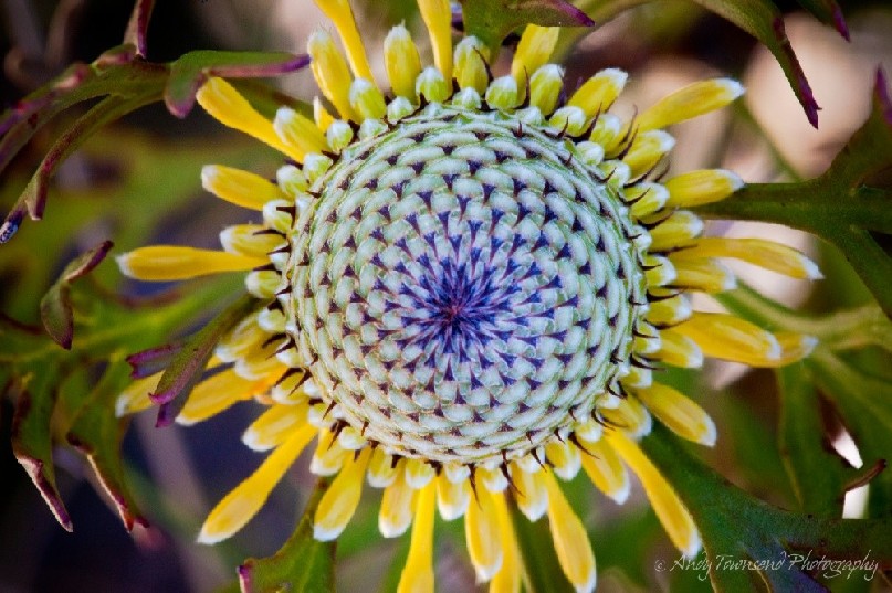 A close up detail of a Broad-leaf Drumsticks (Isopogon anemonifolius) flower head.