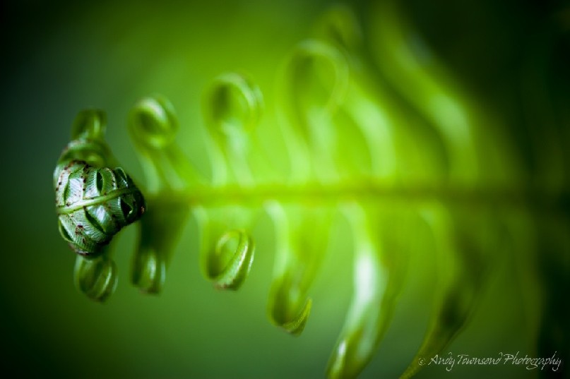 A closeup of uncurling Antarctic hard-fern frond (Blechnum penna-marina).