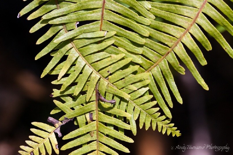 Fishbone water fern (Blechnum nudum) leaves intertwined.