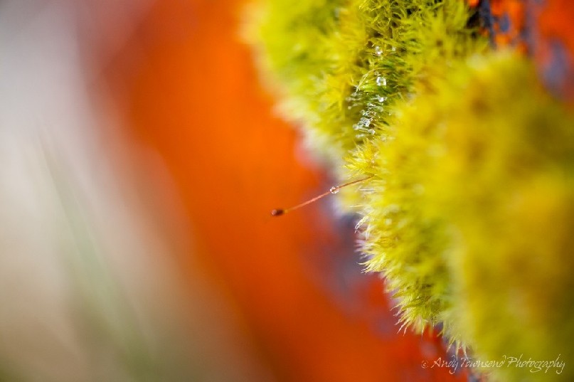 Drifting mist is caught on tiny moss fronds causing droplets to form in the high country of Tasmania.