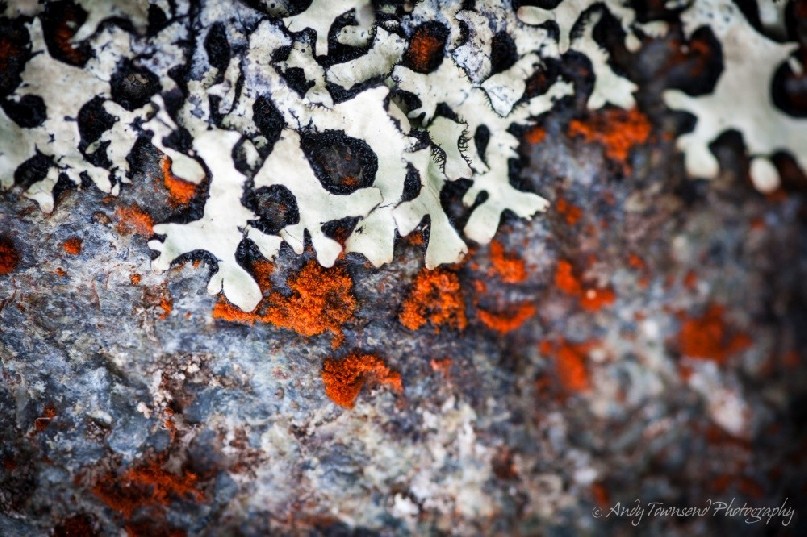 Two types of lichen colonise this grey granite rock.