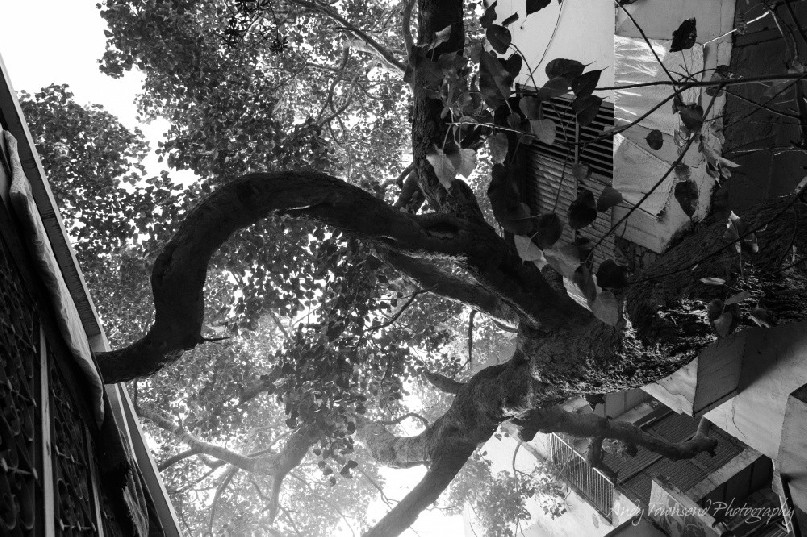 An upward view of a tree trunk and branches hemmed in by buildings on either side.