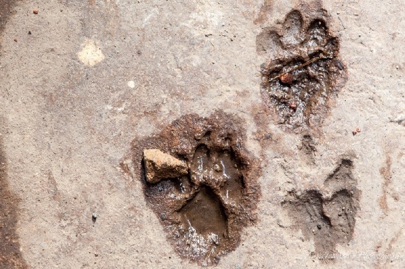 Dog paw prints on the alleyway floor.
