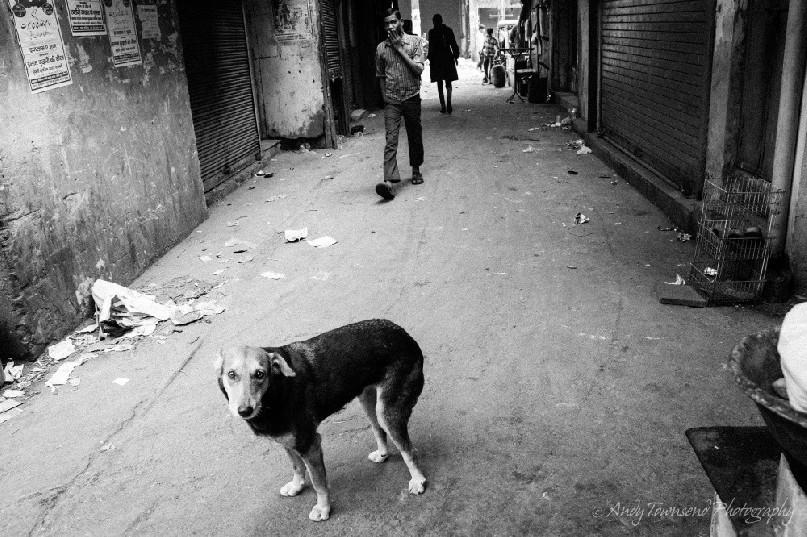 A small dog gets up to reposition itself in a back alley.