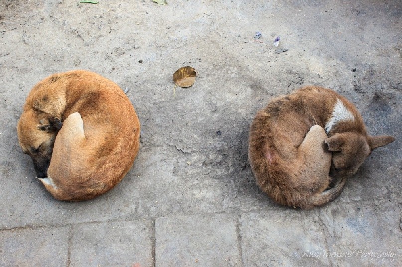 Two dogs curled up asleep at the edge of a dusty road.