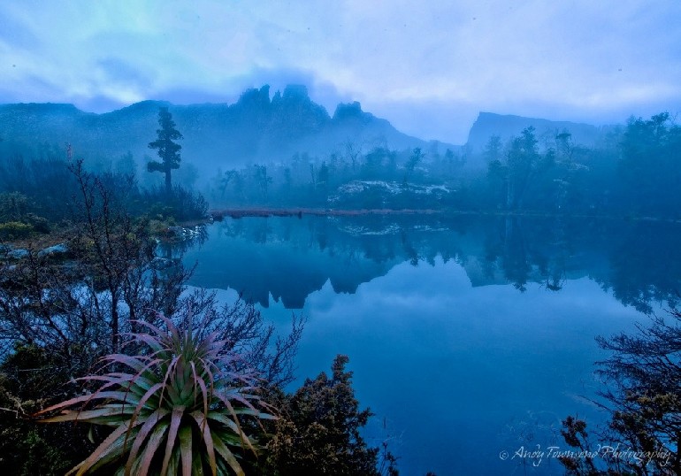 Misty morning blue light over the Pool of Memories in the Labyrinth with Pandani (Richea pandanifolia) in the foreground.