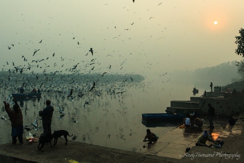 Silver gulls (Chroicocephalus novaehollandiae) in a feeding frenzy on the Yamuna river while people wash at the rivers edge.