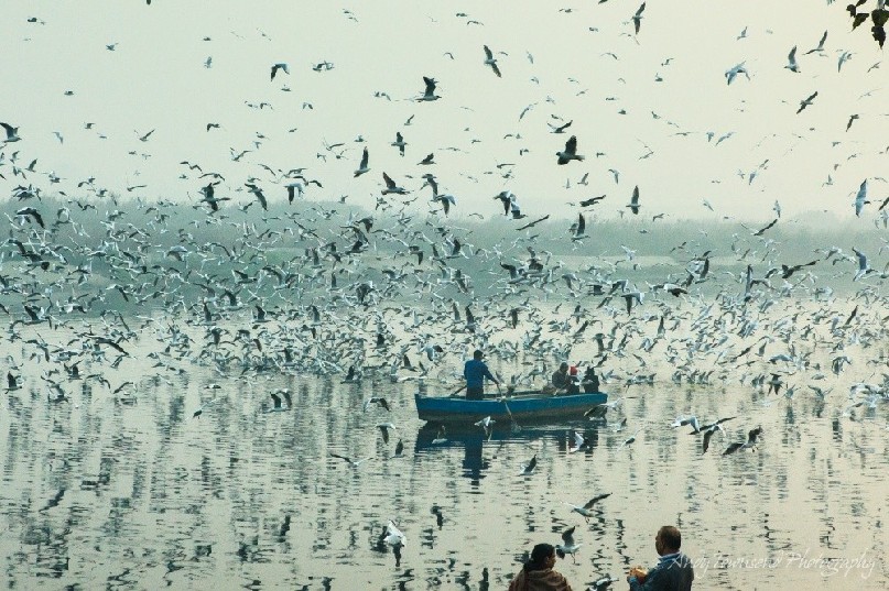 Silver gulls (Chroicocephalus novaehollandiae) in a feeding frenzy on the Yamuna river.