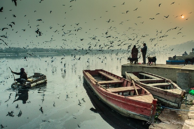 Silver gulls (Chroicocephalus novaehollandiae) in a feeding frenzy on the Yamuna river.
