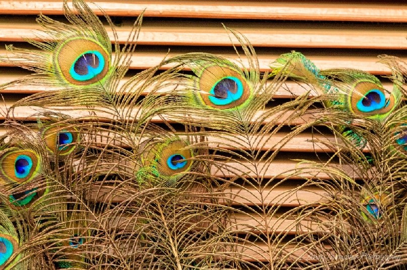 Peacock feathers against wooden louvers in an Old Haveli.