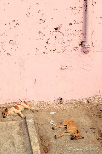 Two dogs lie asleep below a pink wall at the top of the spice market in Old Delhi.