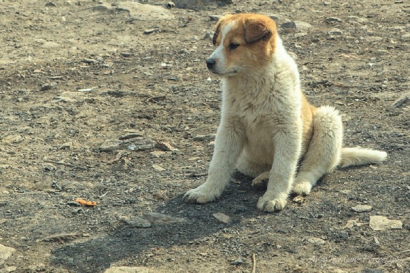 A puppy rests on the dirt after playing with its mother at Babaeshi, Kashmir.