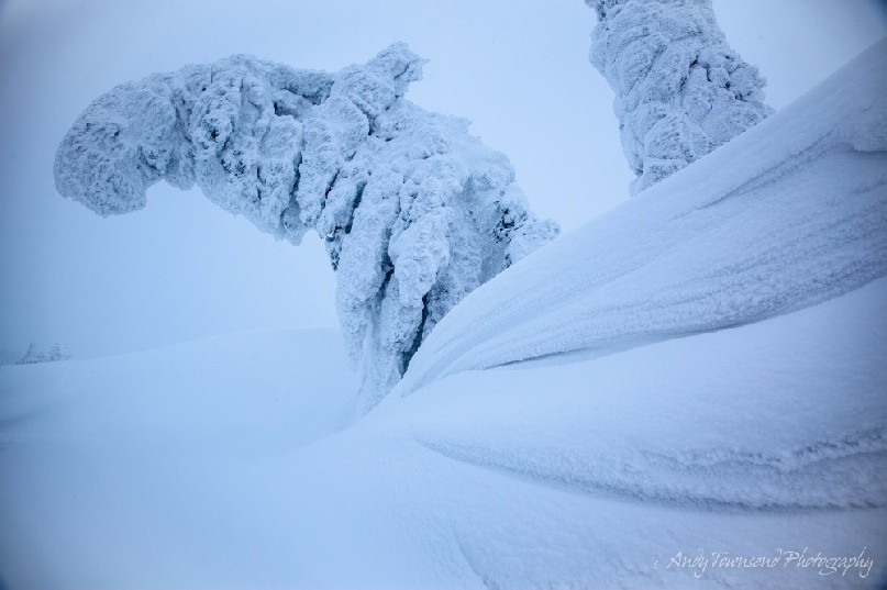 A bank of snow leads the eye to a curving, rime encrusted Maries’ fir (Abies mariesii) tree in the Japanese Alps.