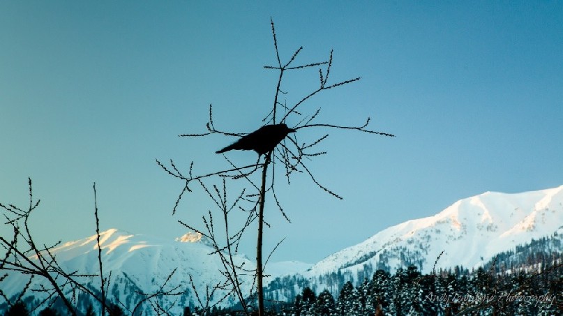 A Large-billed crow (Corvus macrorhynchos) rests on a branch overlooking the mountains of Gulmarg.