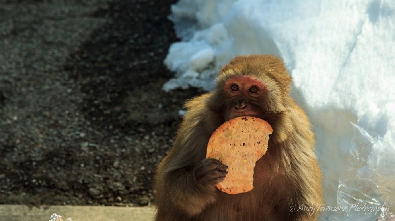 A monkey enjoys a piece of bread from a raided garbage bin.