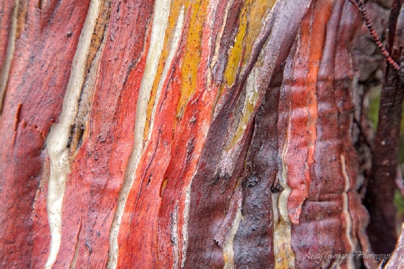 Rain soaked bark highlights the colours of this snow gum (Eucalyptus pauciflora) in the Labyrinth, Cradle Mountain / Lake St Clair National Park, Tasmania.