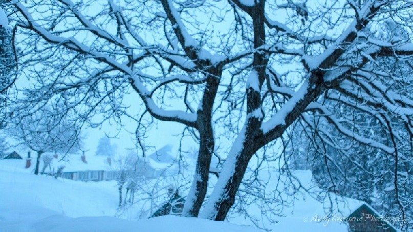 A walnut tree after a heavy overnight snowfall.