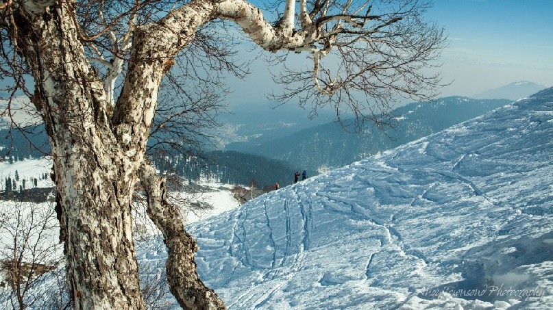 A small grove of Birch trees breaks the vista towards skiers paused on a ridgeline.