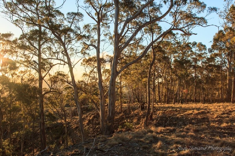 Evening light through a forest of eucalypts.
