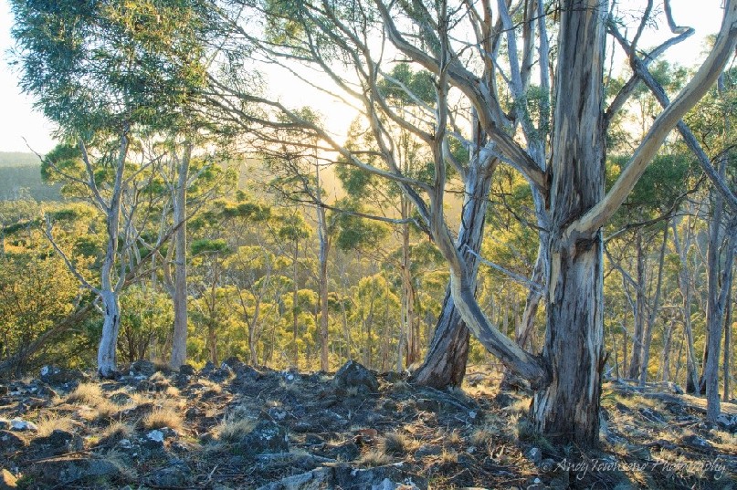 A stand of white peppermint gum (Eucalyptus pulchella) catches the first light.