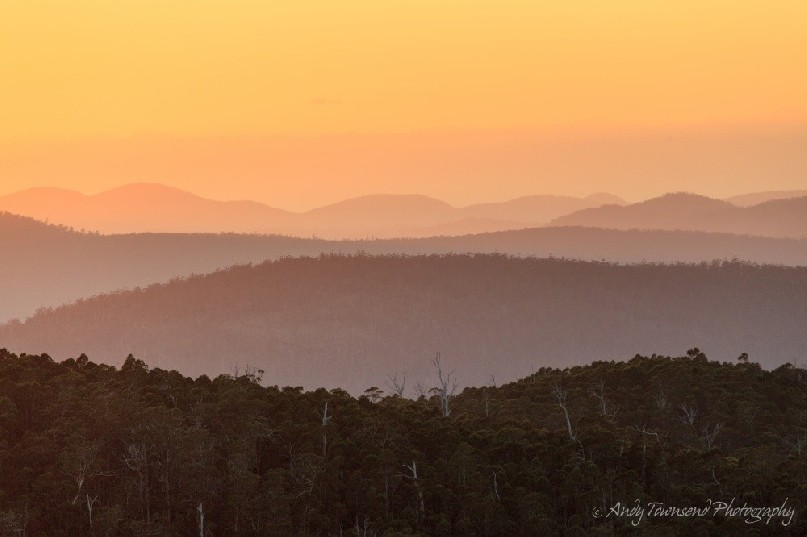 A view over eucalyptus forest to Chauncy Vale Wildlife sanctuary.