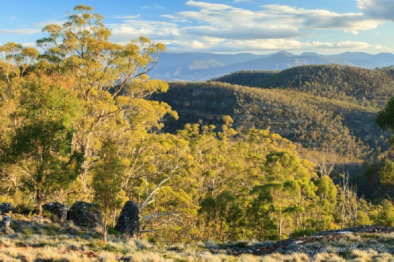A view over eucalyptus forest to Chauncy Vale Wildlife sanctuary and the Wellington range beyond.
