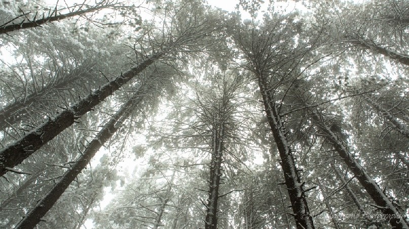 Looking up towards the canopy of snow-covered pine trees