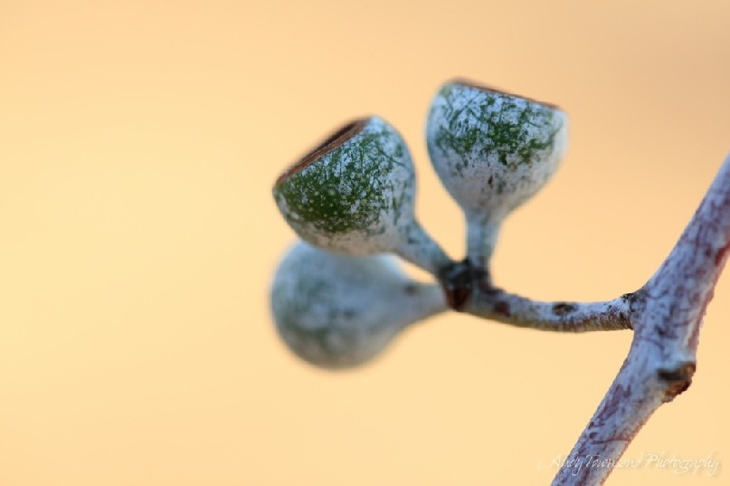A close up of gum nuts from white peppermint gum (Eucalyptus pulchella).