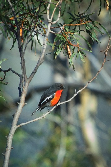 The conspicuous male Flame Robin catches the light while perched on a small eucalyptus tree.