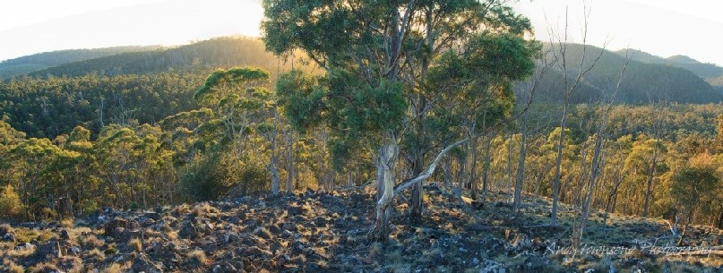 A stand of white peppermint gum (Eucalyptus pulchella) catches the first light.