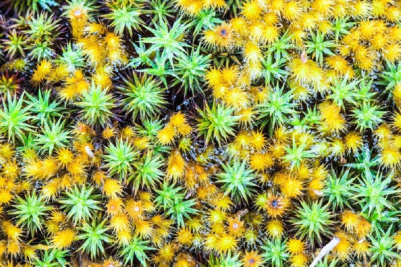 A closeup of early morning dew droplets on moss.