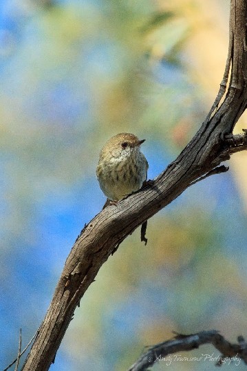 Robin (Petroica sp.) rests briefly on a dead branch