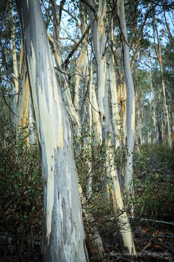 A grove of Silver peppermint (Eucalyptus tenuiramis).