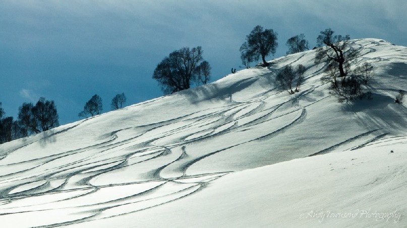 A series of ski tracks on a sunny slope through Birch trees with a blue sky.