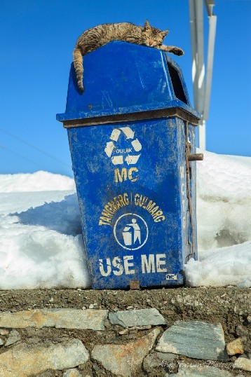 A cat sleeps on a Gulmarg rubbish bin in the sun.