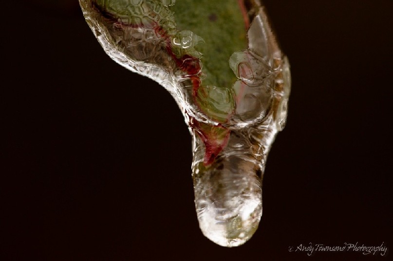 A closeup of a snow gum (Eucalyptus pauciflora) leaf encrusted with ice.