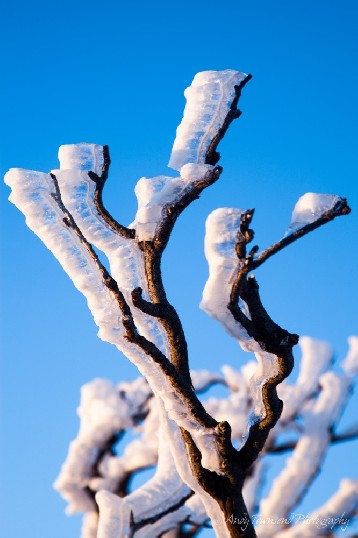 Ice-encrusted tree branches catch the evening light, Kosciuszko National Park, Australia.
