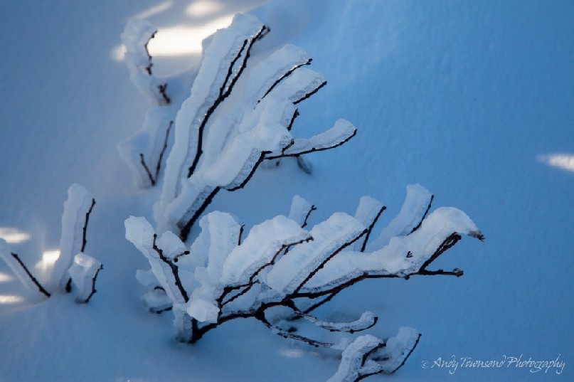 Ice-encrusted tree branches catch the evening light, Kosciuszko National Park, Australia.