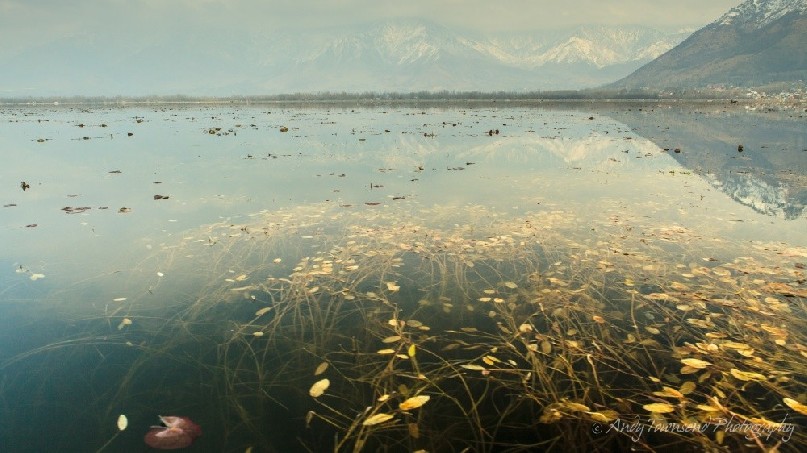 A view into the water showing reeds growing. Distant mountains reflect into the lake.